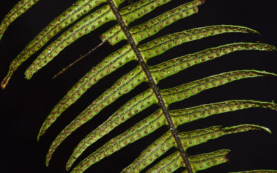 Mycopteris alsopteris