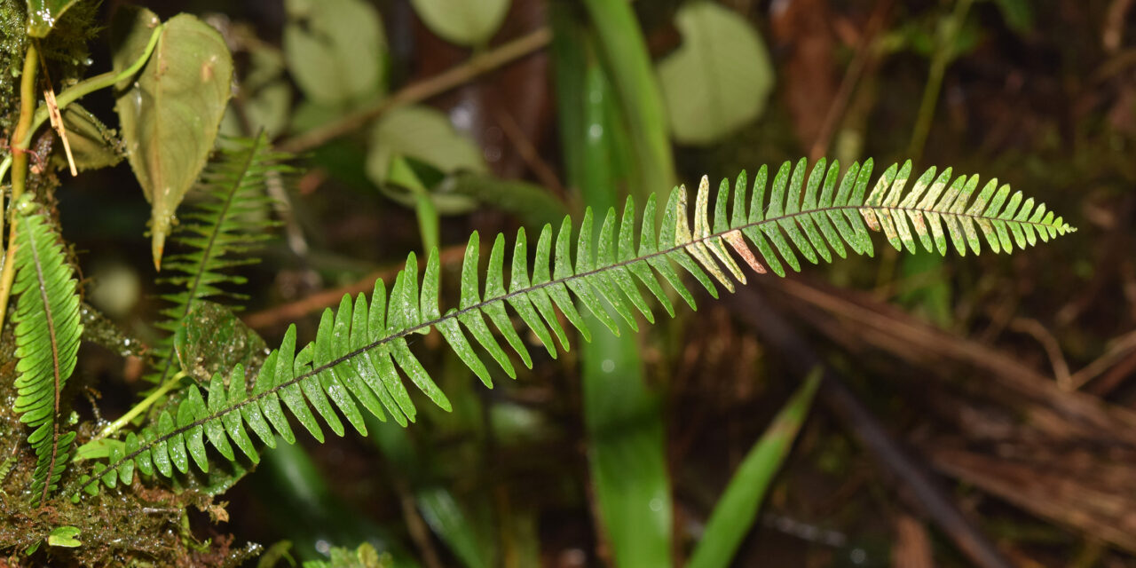 Lellingeria major