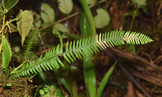 Lellingeria major