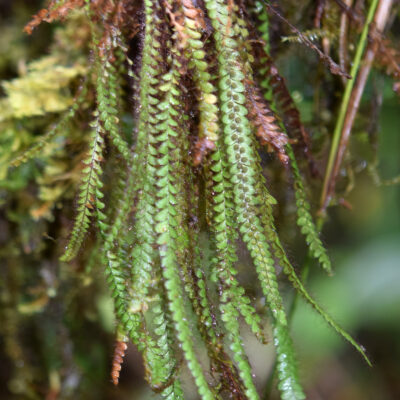 DSC_0393 (Moranopteris aphelolepis)