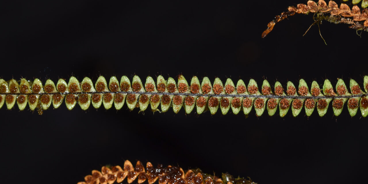 Moranopteris taenifolia