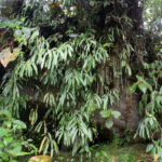 Oleandra costaricensis