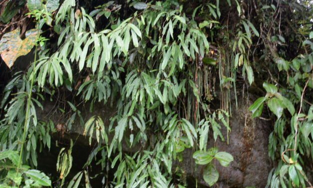 Oleandra Costaricensis Maxon Ferns And Lycophytes Of The World