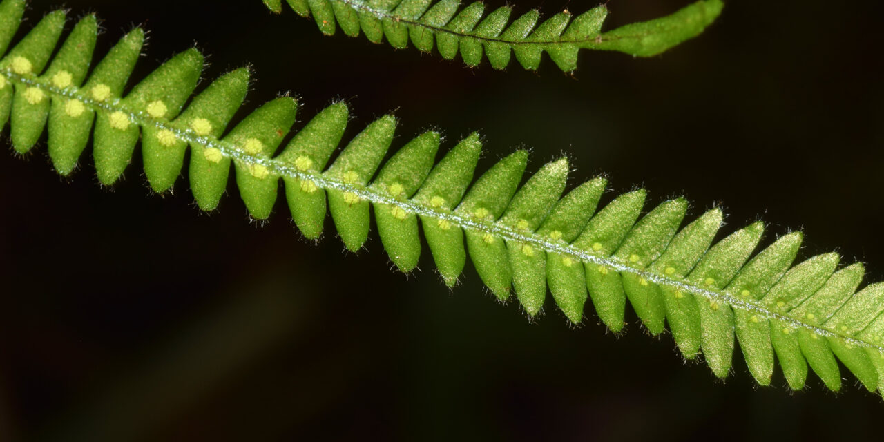 Moranopteris hyalina