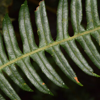 DSC_0528 (Lomaridium fragile)