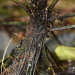 DSC_0530 (Diplazium moccennianum)