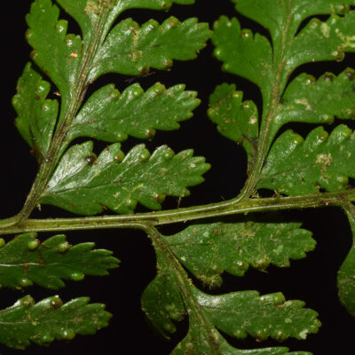 DSC_0556 (Saccoloma sunduei)