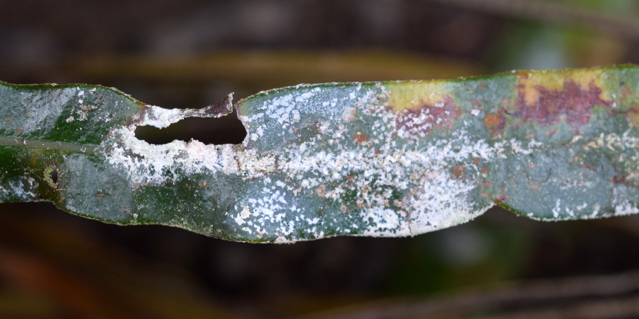 Elaphlaphoglossum cuspidatum