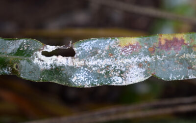 Elaphlaphoglossum cuspidatum