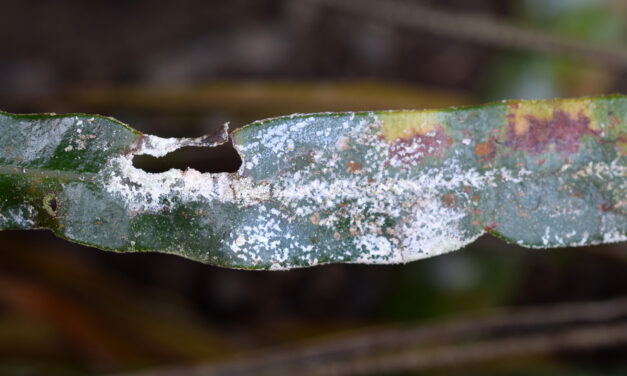 Elaphlaphoglossum cuspidatum