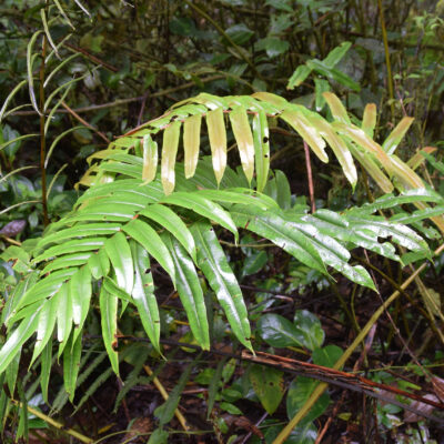 DSC_0589 (Parablechnum lechleri)
