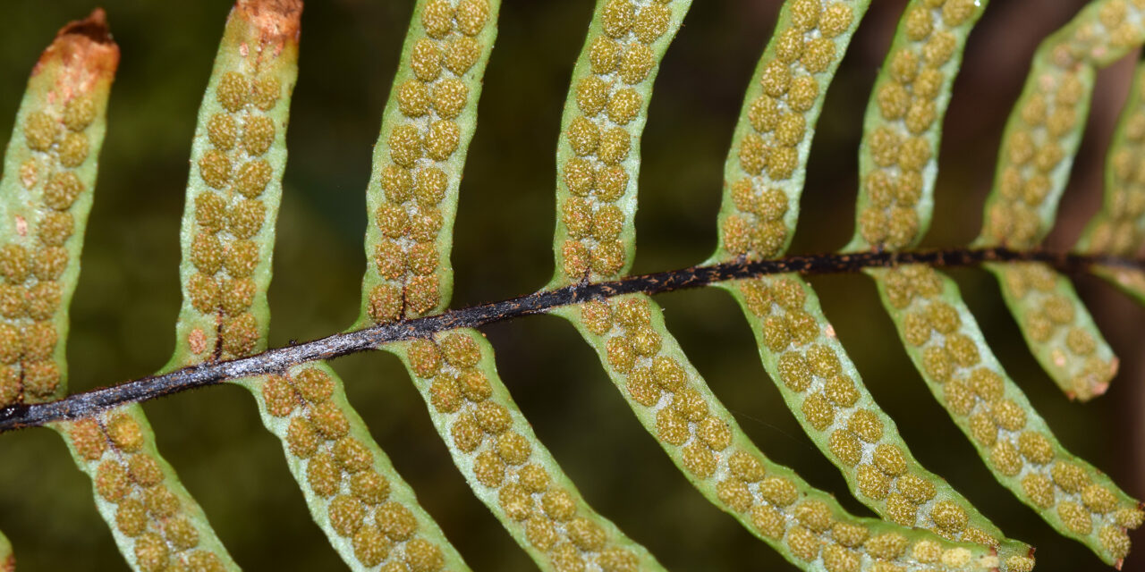 Ceradenia bishopii