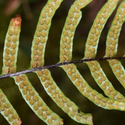 DSC_0595 (1) (Ceradenia bishopii)