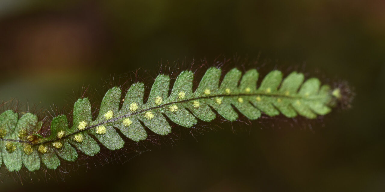 Moranopteris basiattenuata