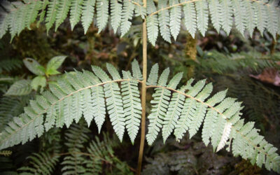 Megalastrum miscellum