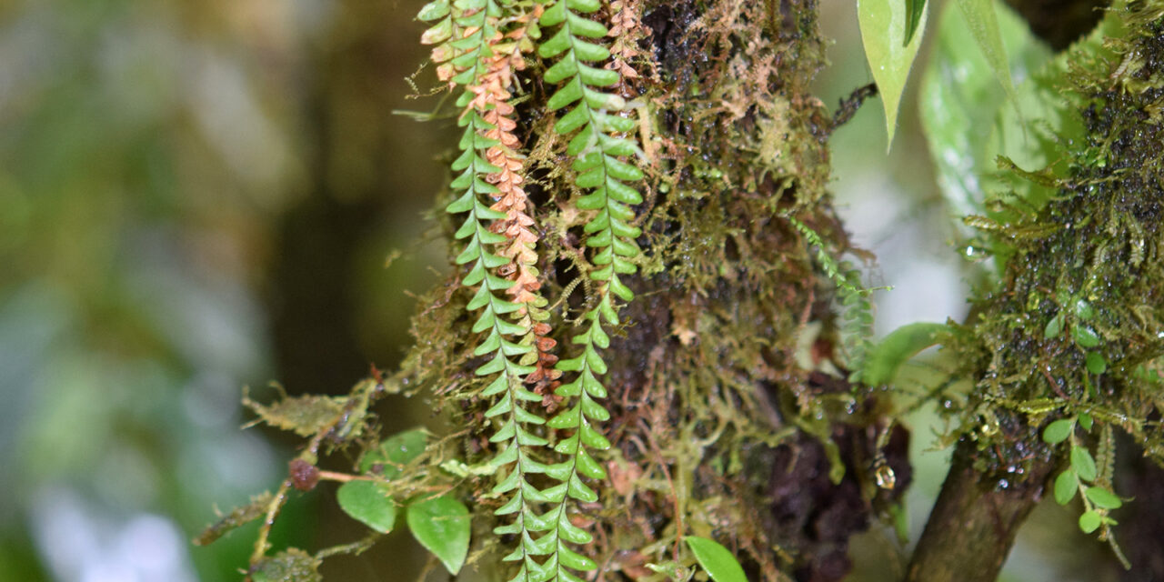 Lellingeria suspensa