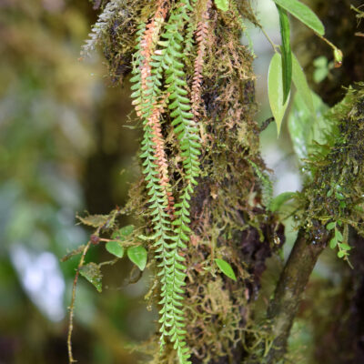 DSC_0609 (Lellingeria suspensa)