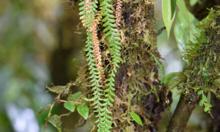 Lellingeria suspensa