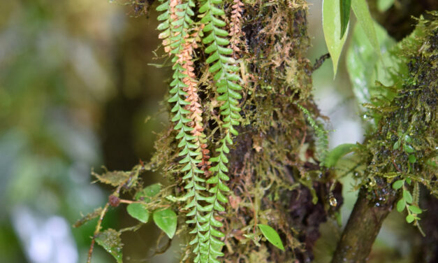 Lellingeria suspensa