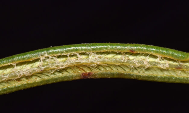 Lomariocycas columbiensis