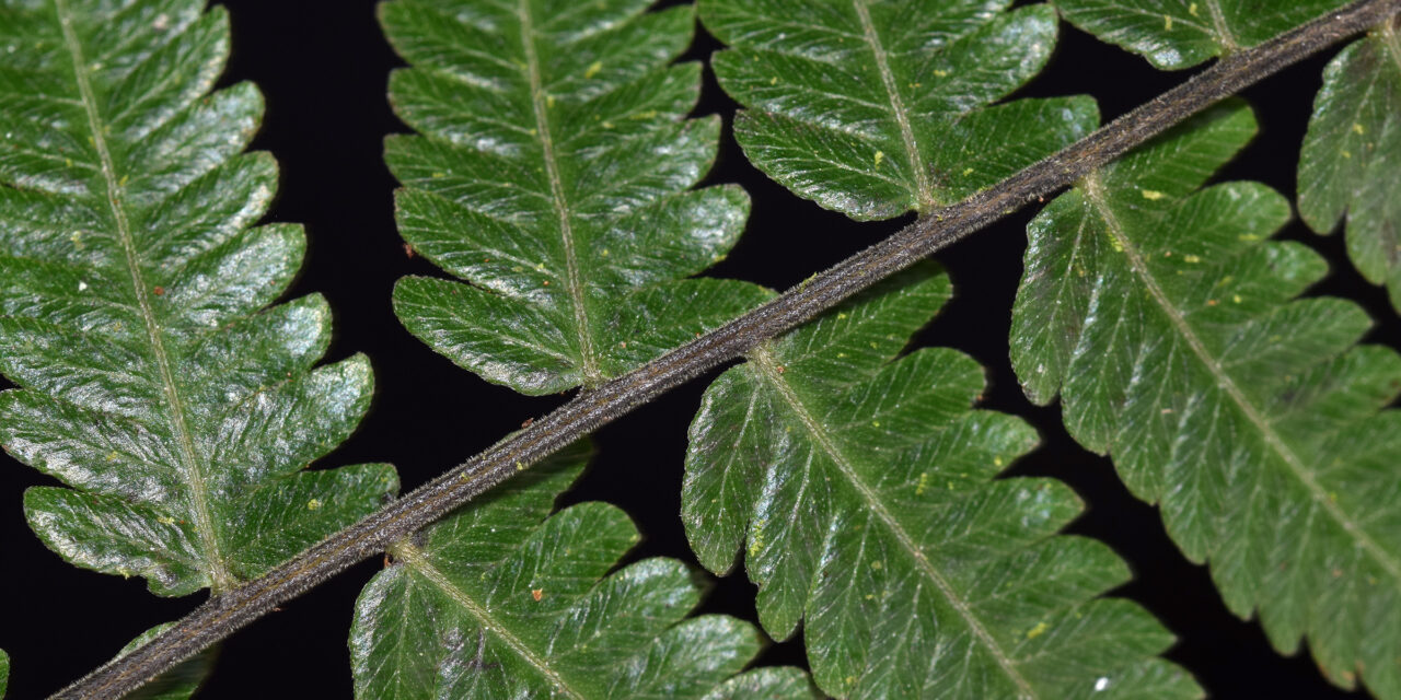 Amauropelta supina