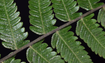 Amauropelta supina