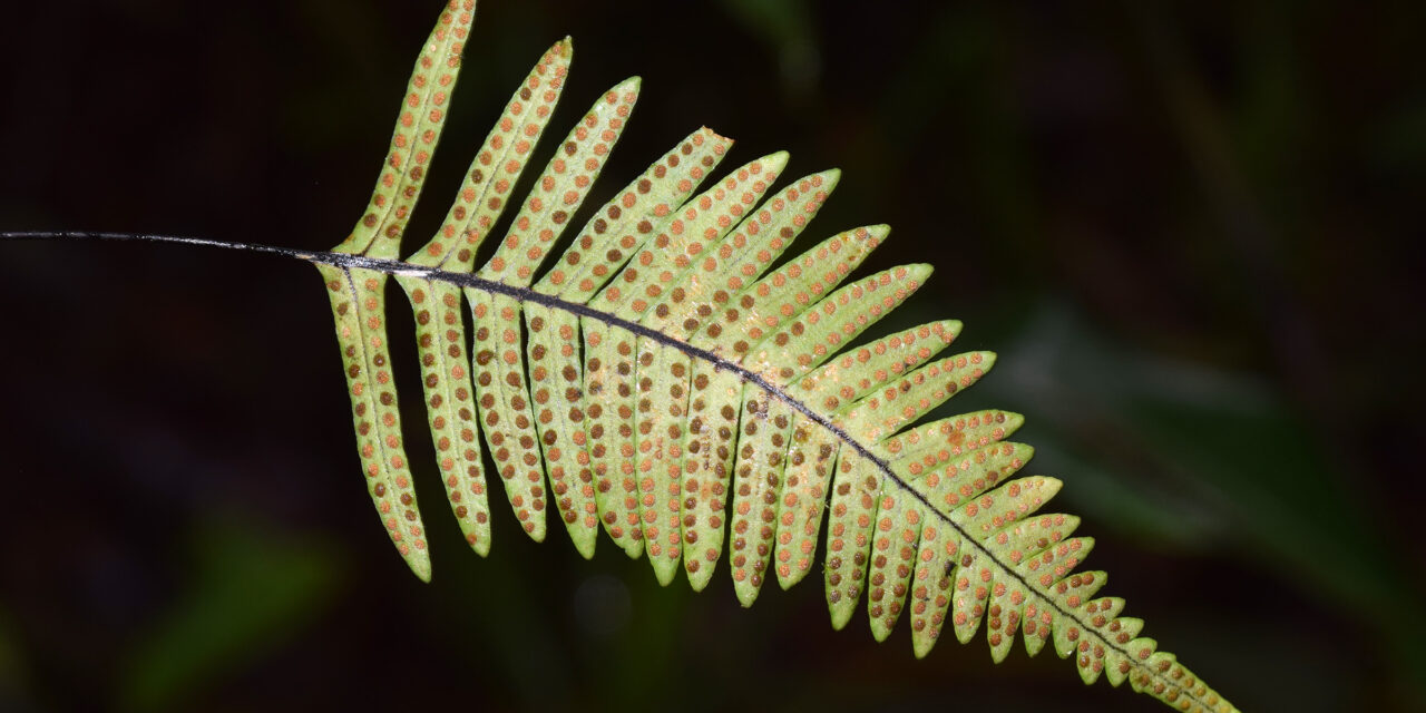 Ceradenia kalbreyeri