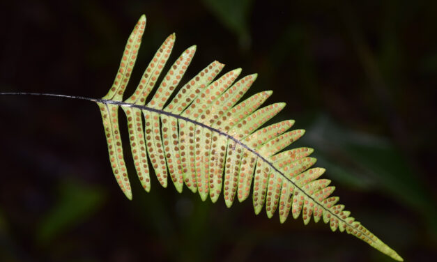 Ceradenia kalbreyeri