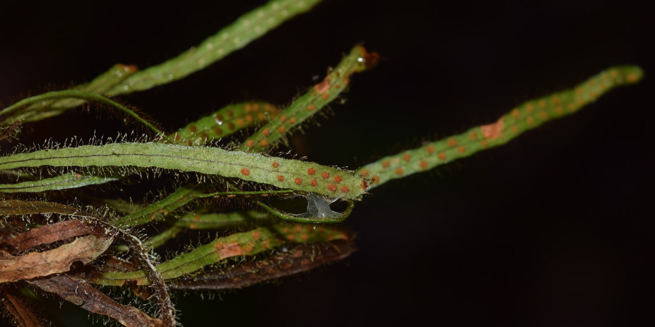 Ceradenia jungermannoides