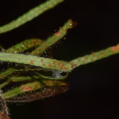 DSC_0688 (Ceradenia jungermannoides)
