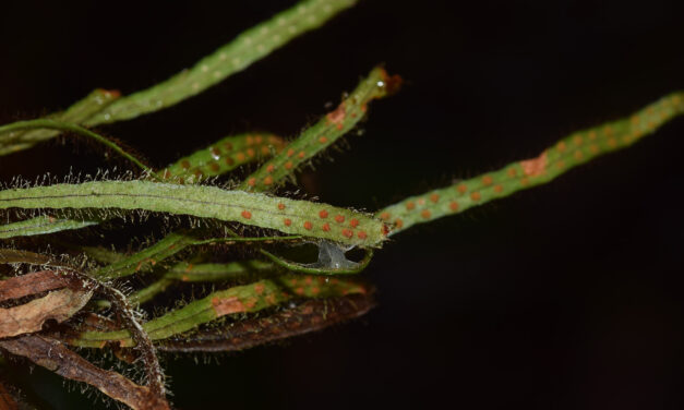 Ceradenia jungermannoides