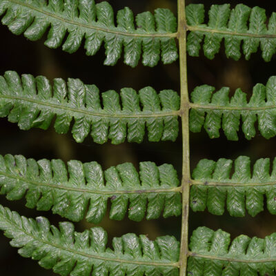 DSC_0706 (Diplazium hians)