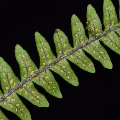 DSC_0734 (Ascogrammitis cuencana)