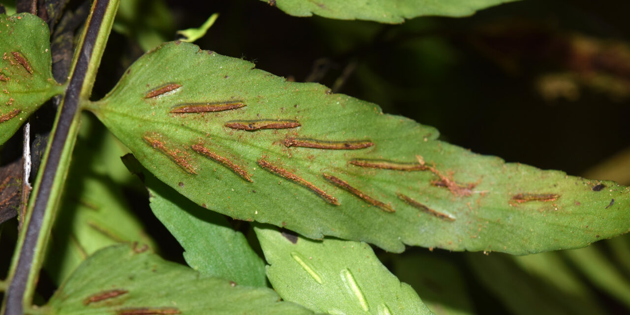 Asplenium salicifolium