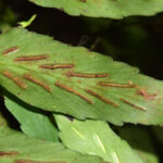 Asplenium salicifolium