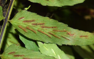 Asplenium salicifolium