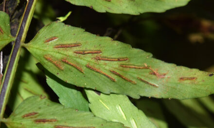 Asplenium salicifolium