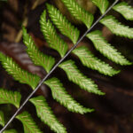 DSC_0771 (Asplenium salicifolium)