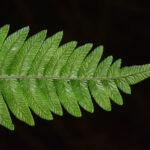 DSC_0853 (Austroblechnum bullatum)