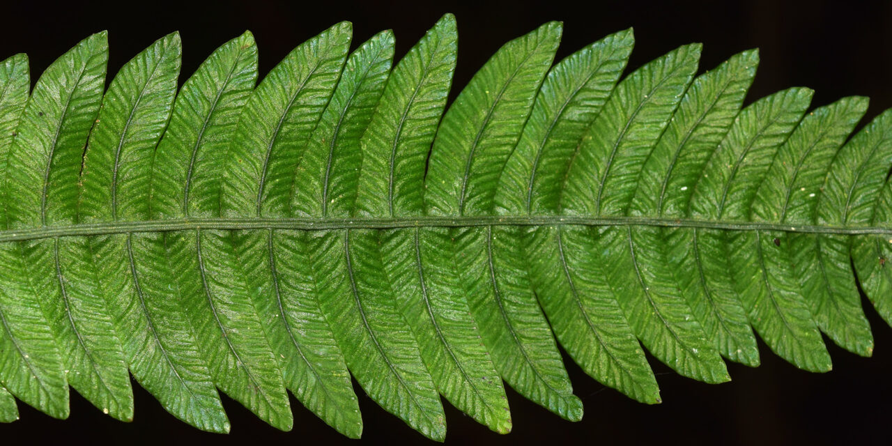 Austroblechnum bullatum