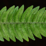 Austroblechnum bullatum