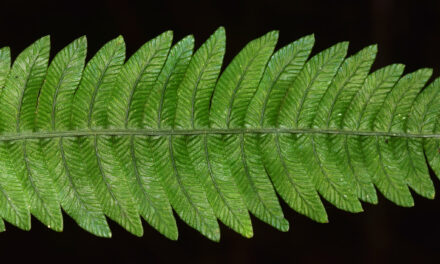 Austroblechnum bullatum