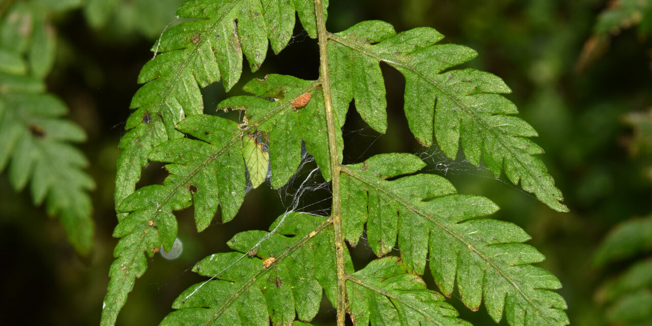 Amauropelta cinerea