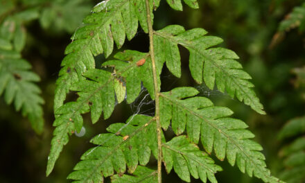 Amauropelta cinerea