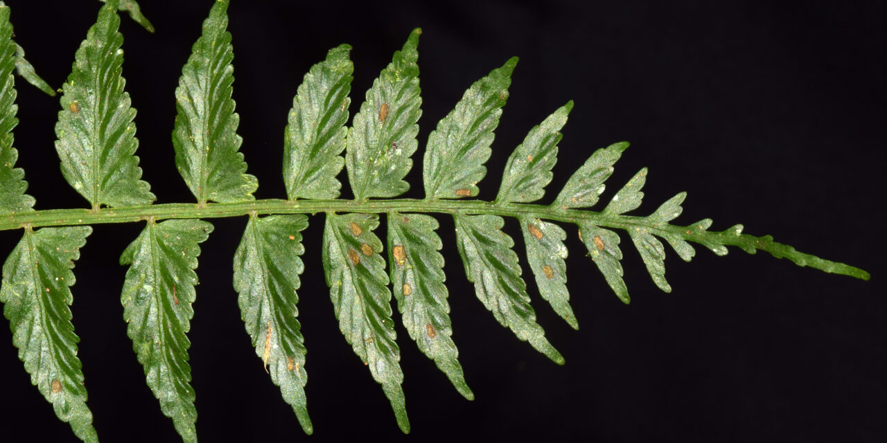 Asplenium auriculatum