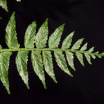 Asplenium auriculatum