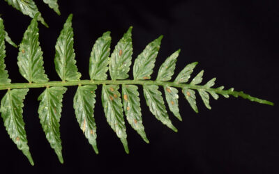 Asplenium auriculatum