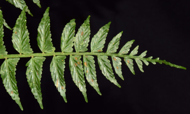 Asplenium auriculatum