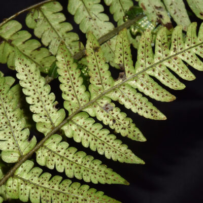 DSC_0876 (Megalastrum ctenitoides)