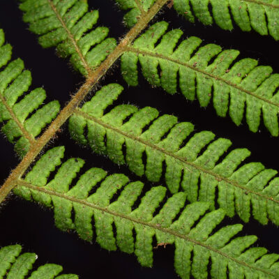 DSC_0885 (Megalastrum pulverulentum)